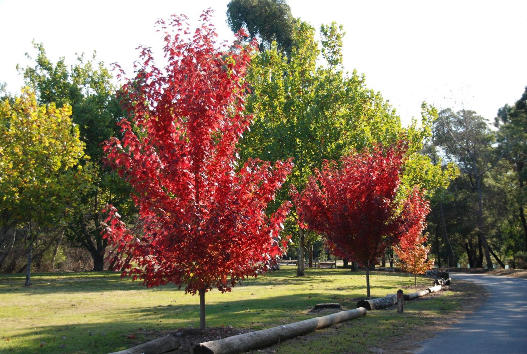 Beechworth Lake Sambell Caravan Park מראה חיצוני תמונה
